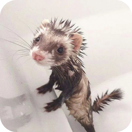 텔레그램 스티커