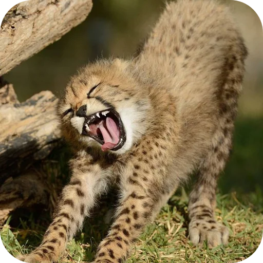 텔레그램 스티커