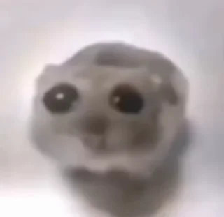 심플 하얀 고양이 (Simple White Cat)