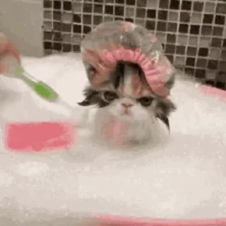 목욕하는 냥이 비디오 (Cats in Bath)