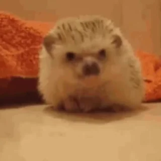 통통 튀는 고슴도치 비디오 (Hedgehogs)