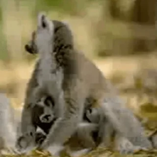 마다가스카 여우원숭이 비디오 (Lemurs)