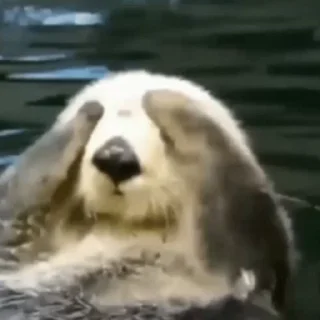 귀염뽀짝 수달 영상 (Otters)