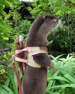 천방지축 수달 비디오 (Otters)