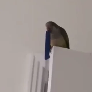 말썽쟁이 앵무새 비디오 (Parrots)
