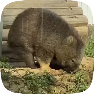 사각형 응가 웜뱃 (Wombat Ra)