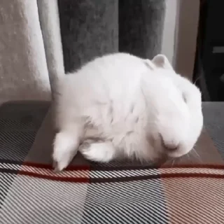 러시안 크롤리키 (Kroliki Rabbits)