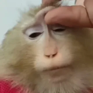 원숭이들의 일상 (Monkey Business)