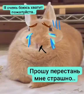 비즈니스 토끼 밈 (Business Rabbit Meme)