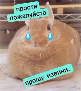 비즈니스 토끼 밈 (Business Rabbit Meme)