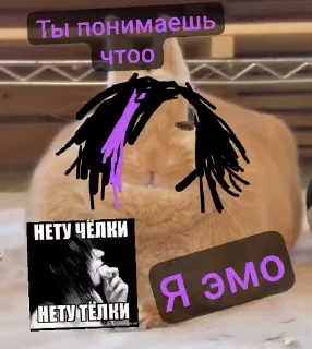 비즈니스 토끼 밈 (Business Rabbit Meme)